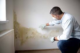 Best Environmental Consulting for Mold Prevention  in USA